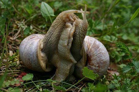 Wijngaardslak (Helix pomatia)